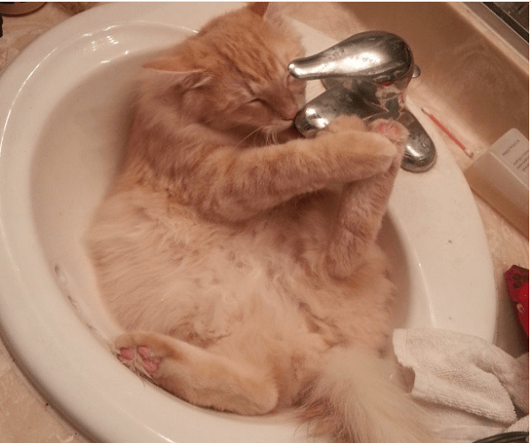 Crazy Cats That Actually Love Water