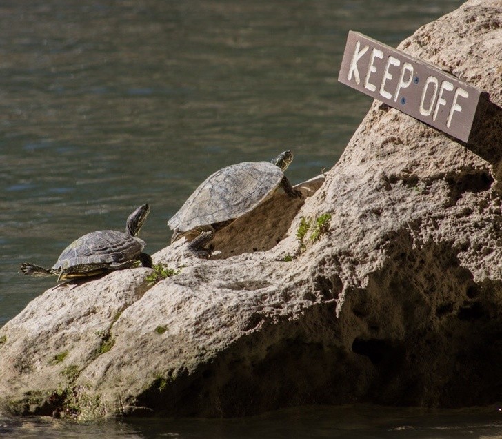 Badass Animals Who Don’t Care About Your Stupid Rules