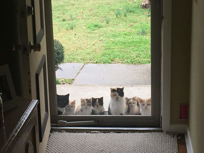 Funniest “I Don’t Own A Cat” Moments That Happened To People