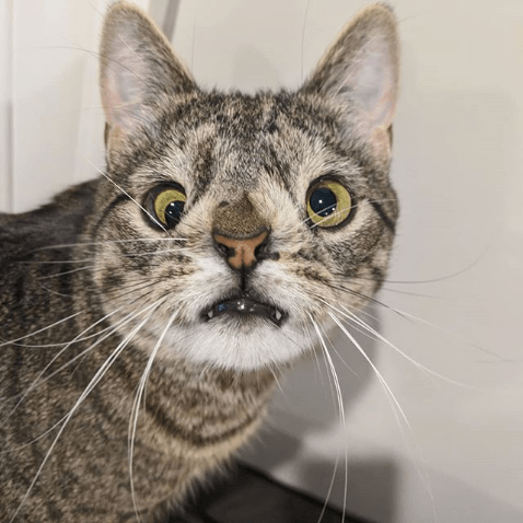 Animals With Adorable Quirks That Make Us Fall in Love With Them