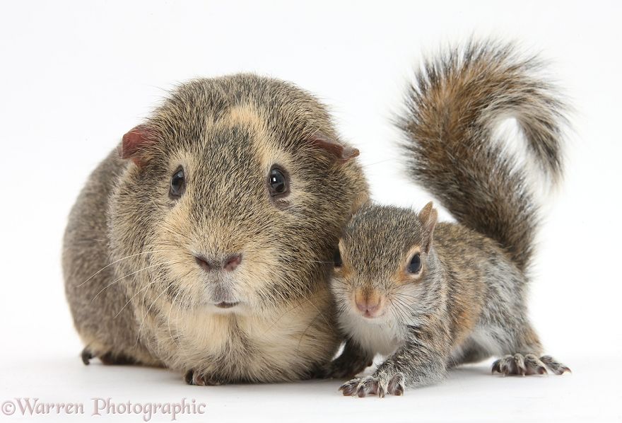 Animal Brothers from Other Mothers