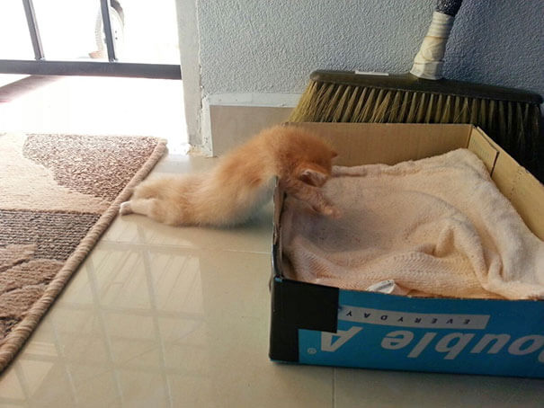 Pics That Prove Cats Can Sleep Purrretty Much Anywhere