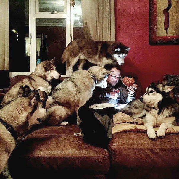 Funny Photos of Dogs Begging For Food That You Just Can’t Say No