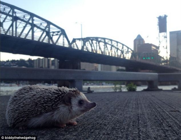Biddy, the Travelling Hedgehog