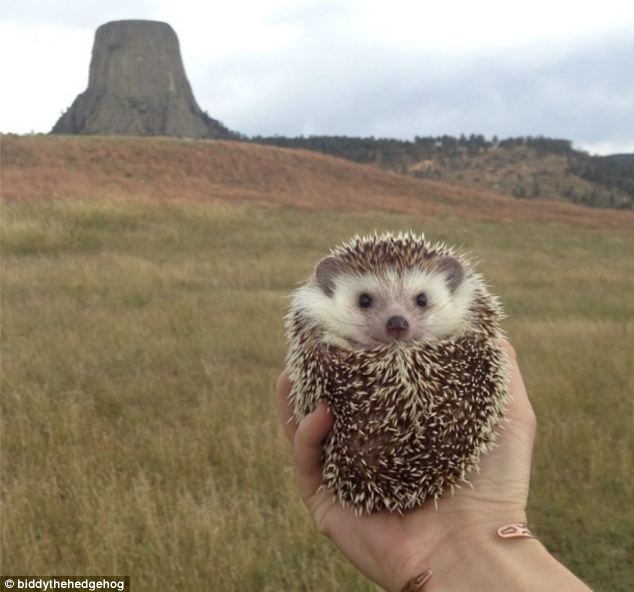 Biddy, the Travelling Hedgehog