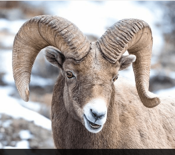 Animals That Can’t Hide Their Emotions Anymore