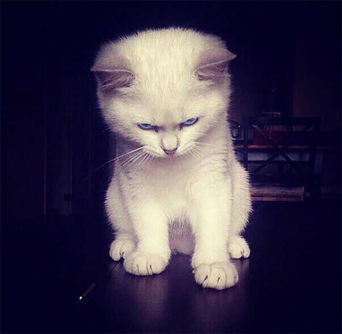 Angry Kittens Who Demand To Be Taken Seriously Right Meow