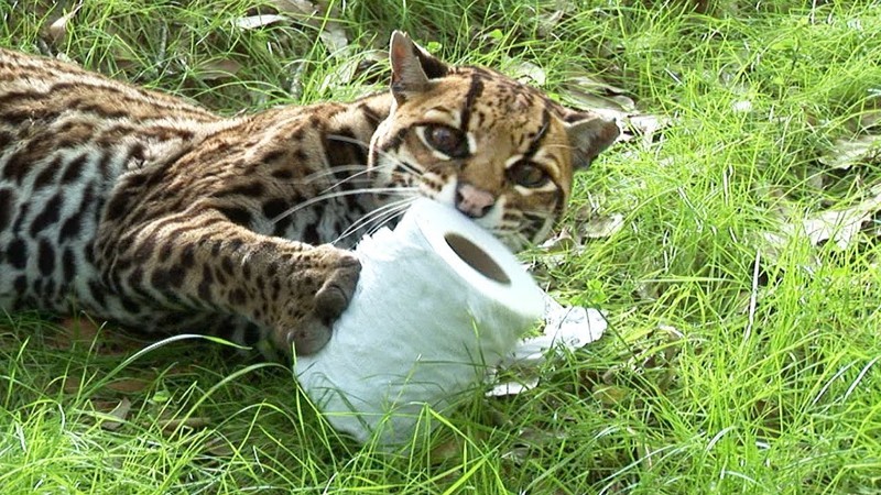 Cute Pictures of Big Cats that prove they are Like House Cats