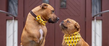 Wedding Pictures of Adorable Dog Couples