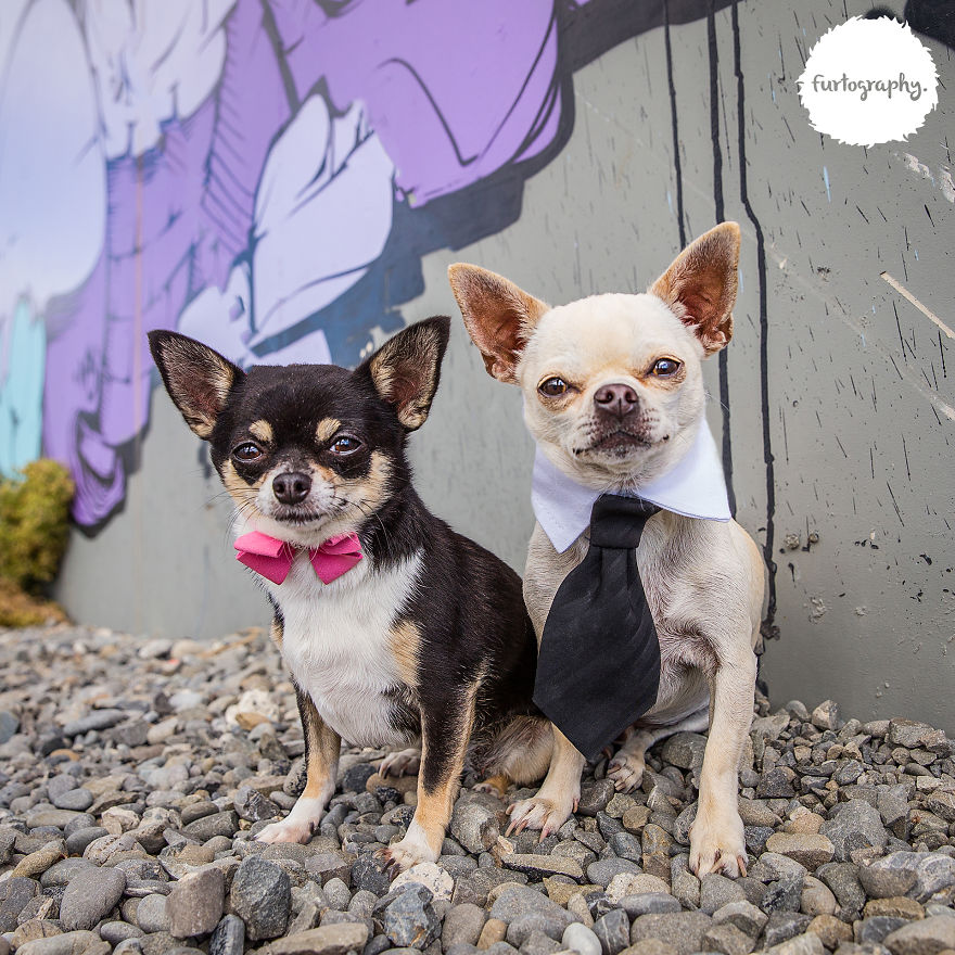 Wedding Pictures of Adorable Dog Couples