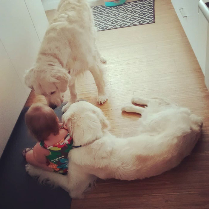 Dogs Help Toddler Escape Room So She’d Give Them Snacks