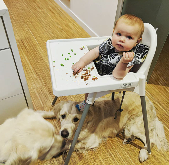 Dogs Help Toddler Escape Room So She’d Give Them Snacks