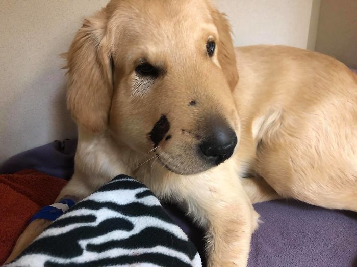 dog face injured