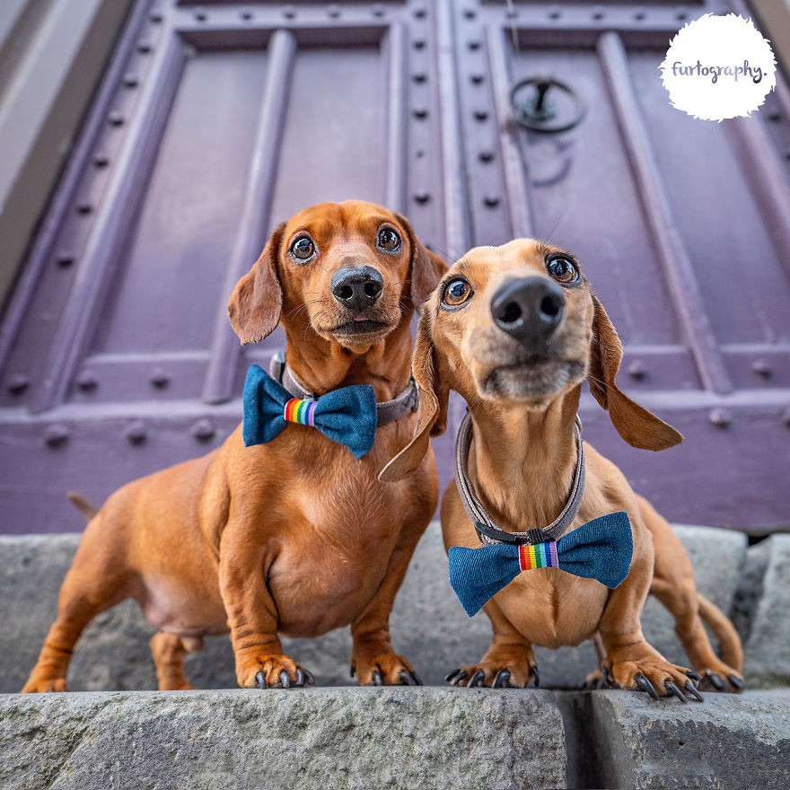 Wedding Pictures of Adorable Dog Couples