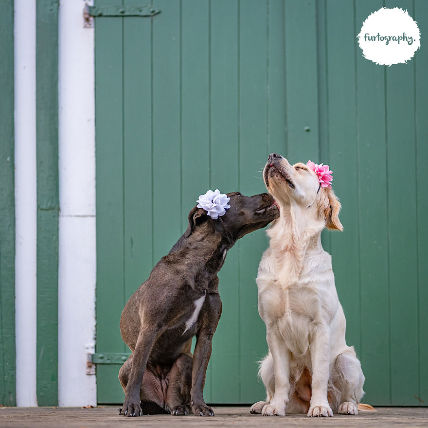 Wedding Pictures of Adorable Dog Couples