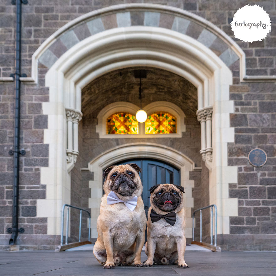 Wedding Pictures of Adorable Dog Couples