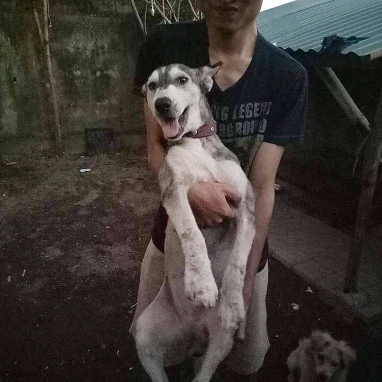 Man Found a Sick Stray Dog and nursed her to health
