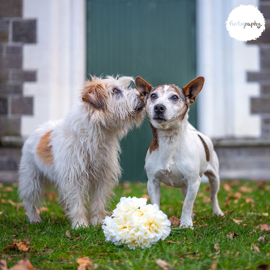 Wedding Pictures of Adorable Dog Couples