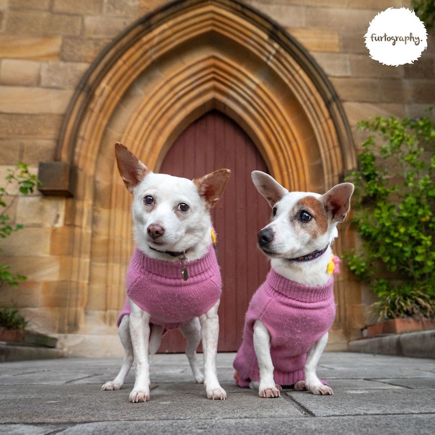Wedding Pictures of Adorable Dog Couples