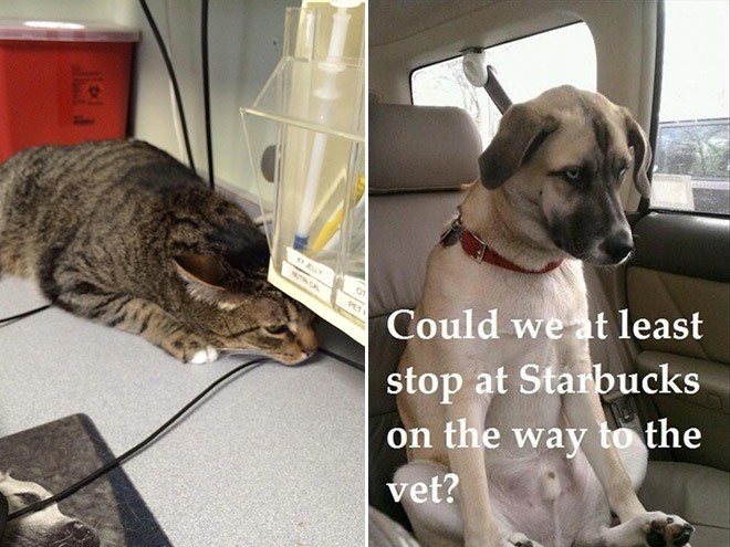 Pets Who Just Realized That They’re Headed to the Vet