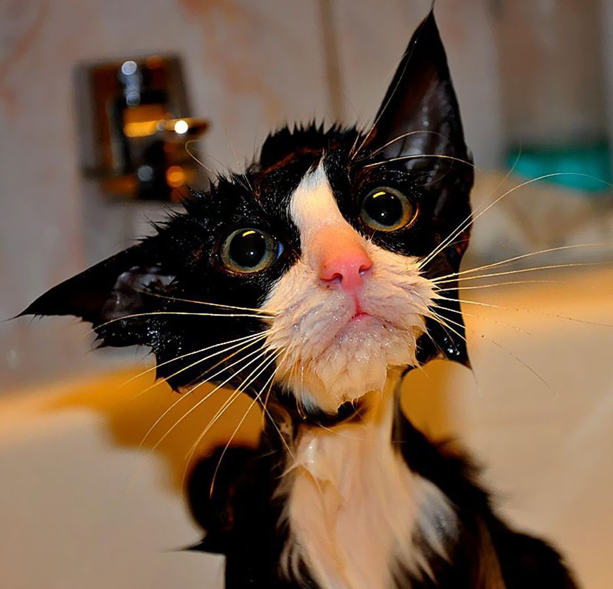 Hilarious yet Cute Pictures Of Wet Cats