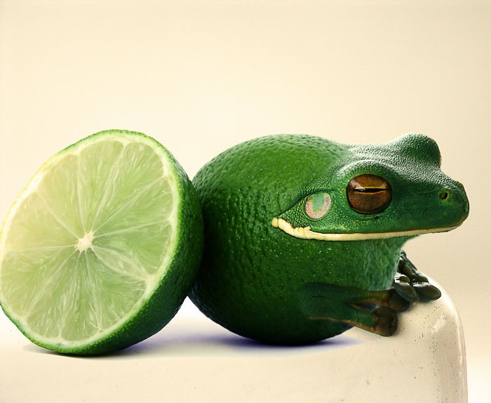 Artists Photoshop Animals And Plants Into One Interesting Object