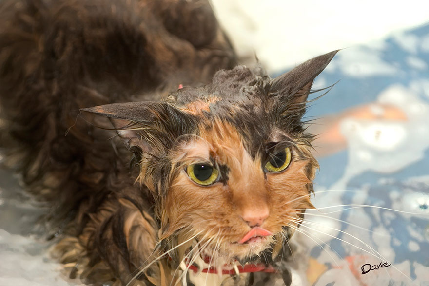 Hilarious yet Cute Pictures Of Wet Cats