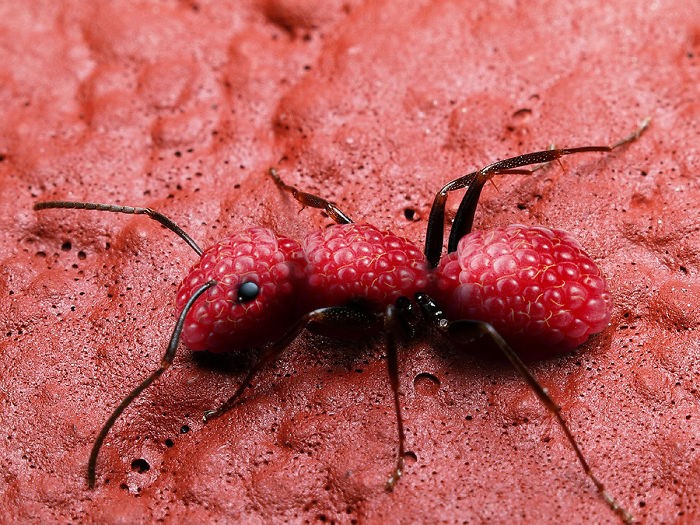 Artists Photoshop Animals And Plants Into One Interesting Object