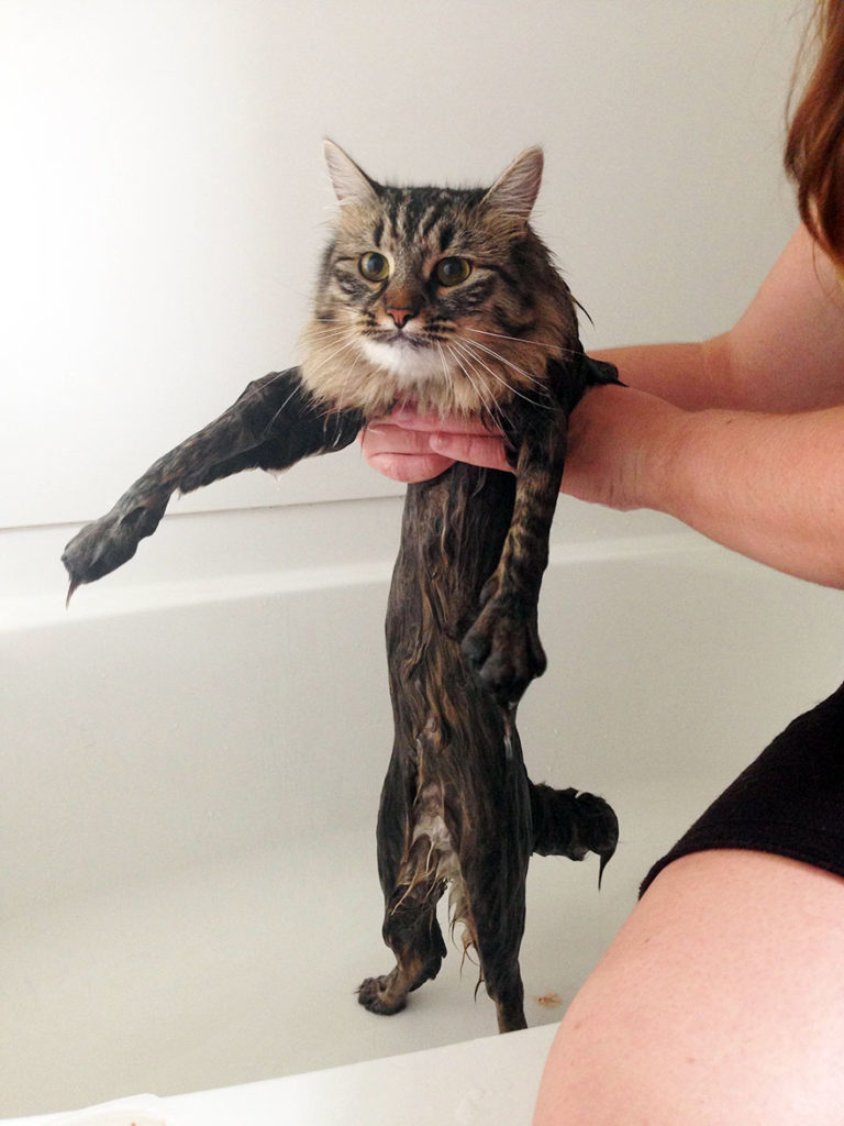 Hilarious yet Cute Pictures Of Wet Cats