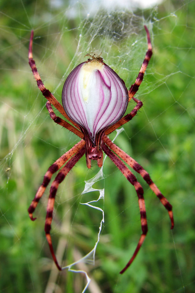 Artists Photoshop Animals And Plants Into One Interesting Object