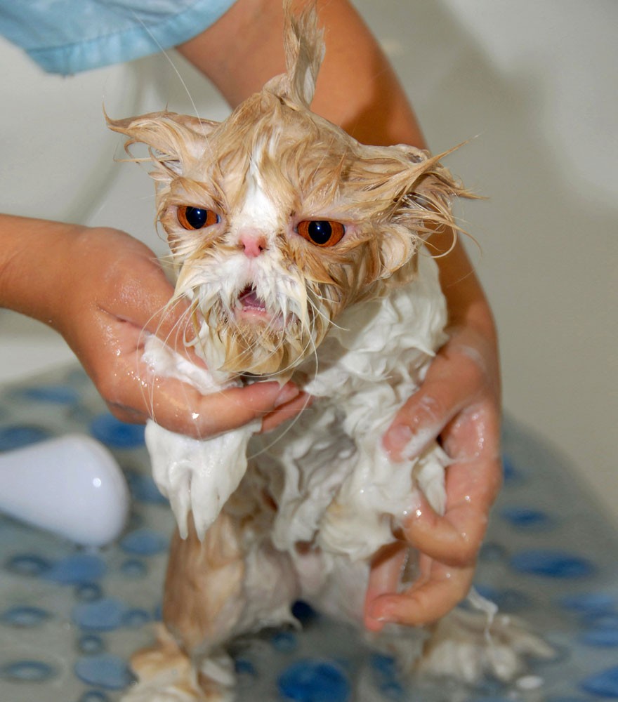 Hilarious yet Cute Pictures Of Wet Cats