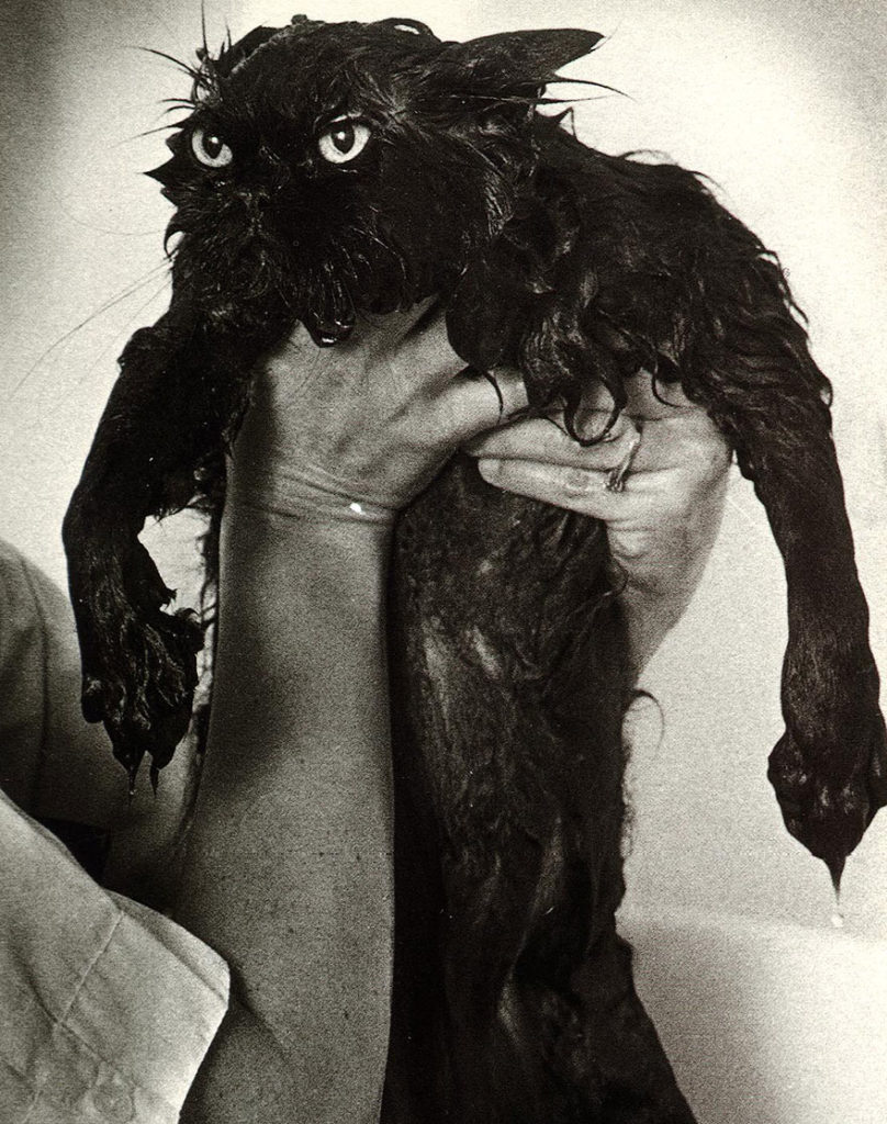 Hilarious yet Cute Pictures Of Wet Cats