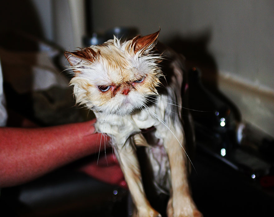 Hilarious yet Cute Pictures Of Wet Cats