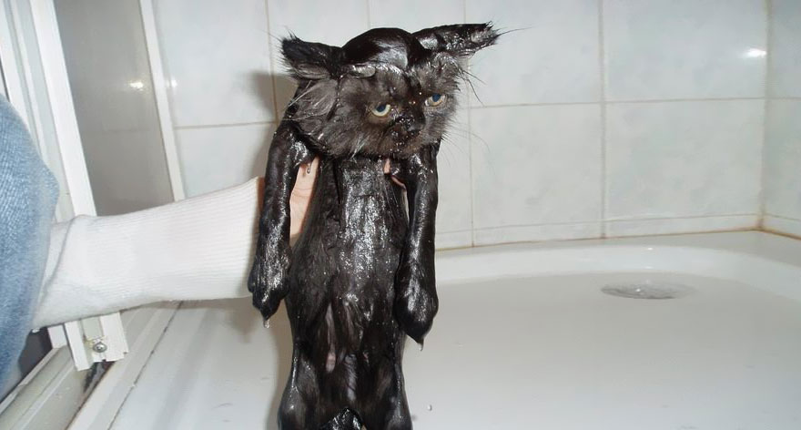 Hilarious yet Cute Pictures Of Wet Cats