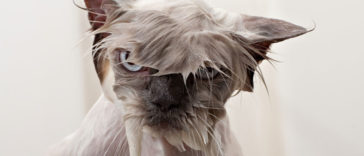 Hilarious yet Cute Pictures Of Wet Cats