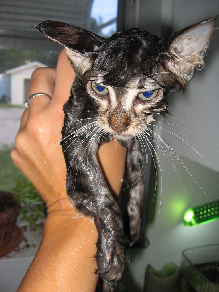 Hilarious yet Cute Pictures Of Wet Cats