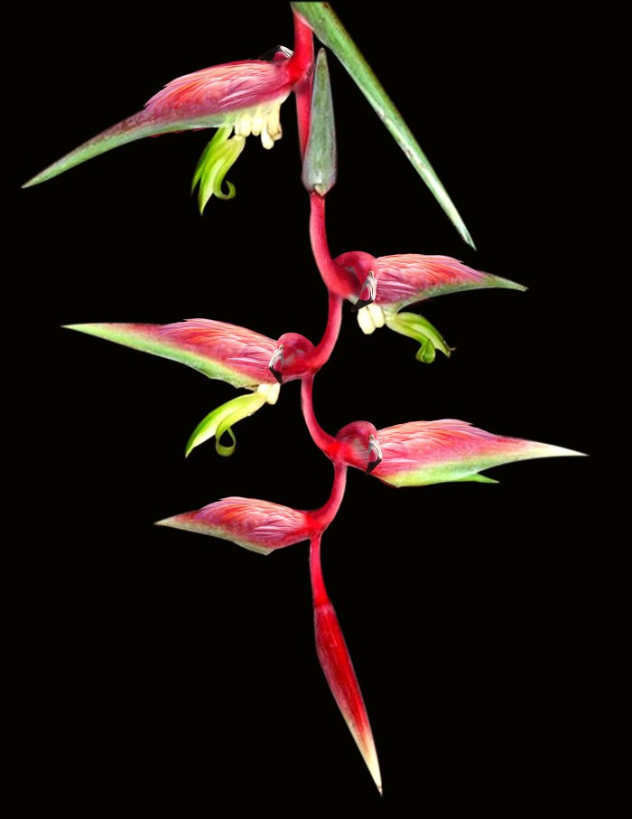 Artists Photoshop Animals And Plants Into One Interesting Object