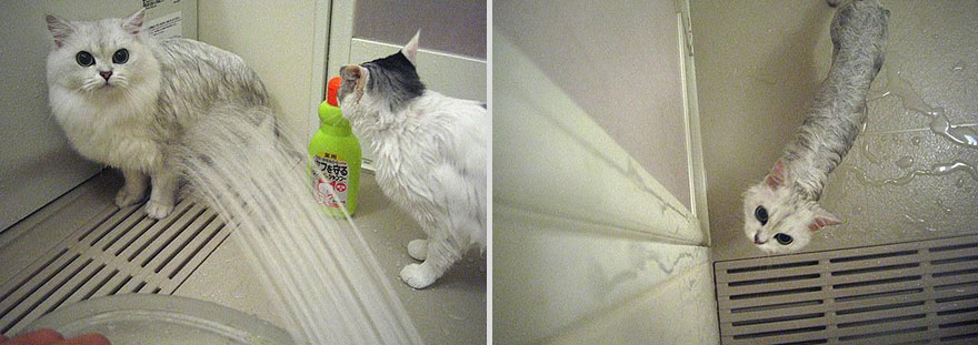 Hilarious yet Cute Pictures Of Wet Cats