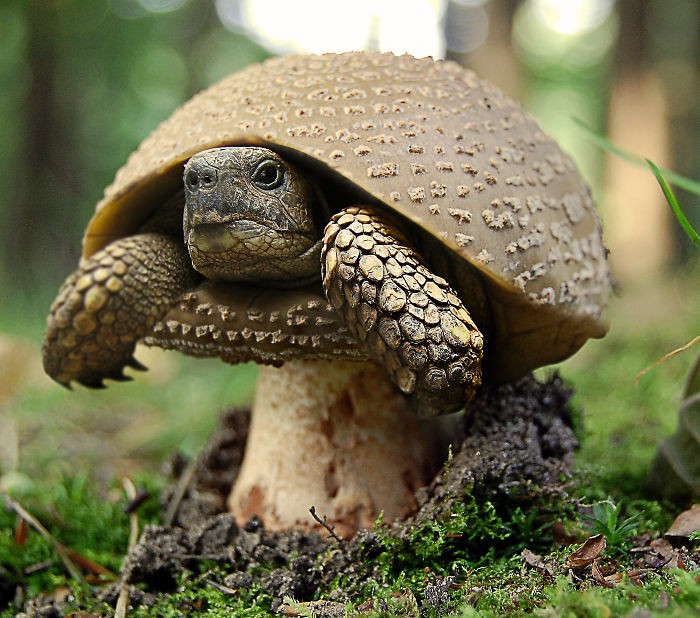 Artists Photoshop Animals And Plants Into One Interesting Object