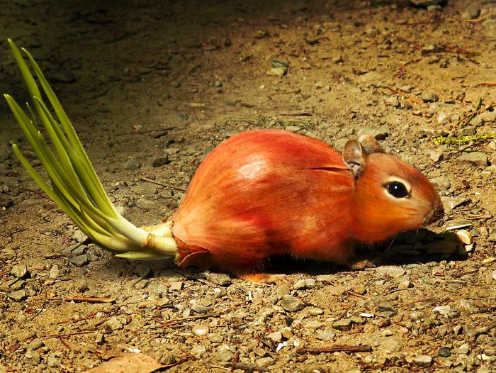 Artists Photoshop Animals And Plants Into One Interesting Object