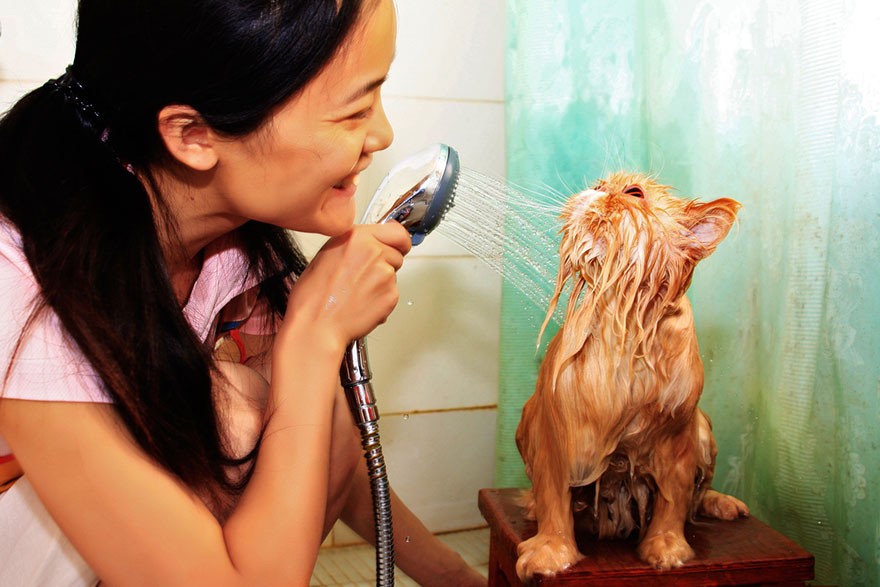 Hilarious yet Cute Pictures Of Wet Cats