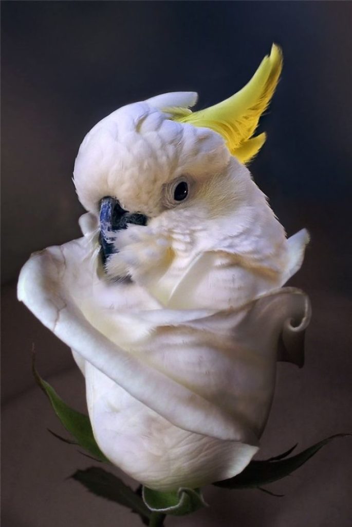 Artists Photoshop Animals And Plants Into One Interesting Object