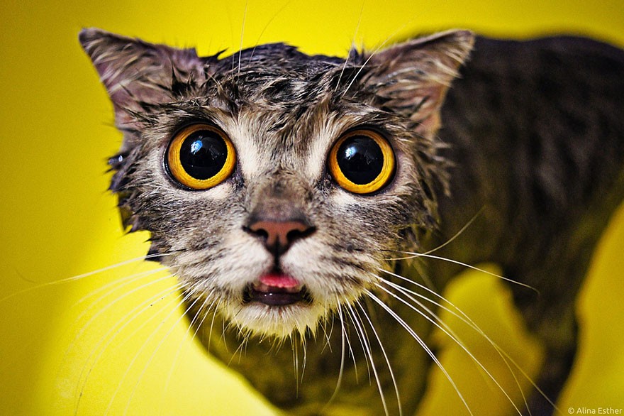 Hilarious yet Cute Pictures Of Wet Cats
