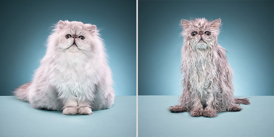 Hilarious yet Cute Pictures Of Wet Cats