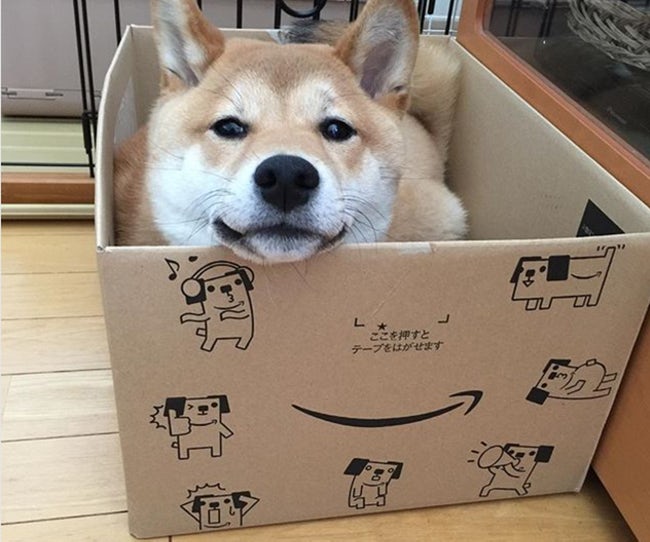 Dogs Who Think They’re Cats