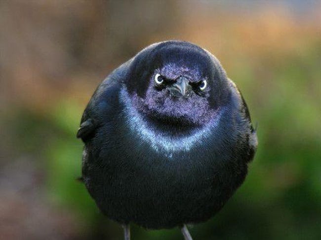 Real-Life Angry Birds