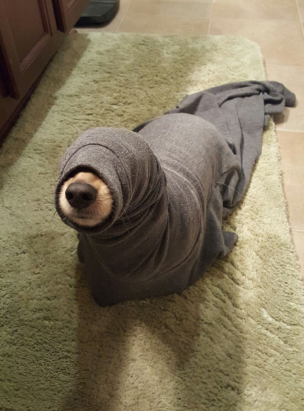 Loose Seal