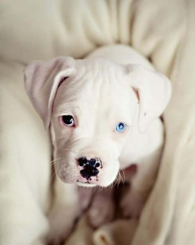 Puppy with Beautiful Eyes