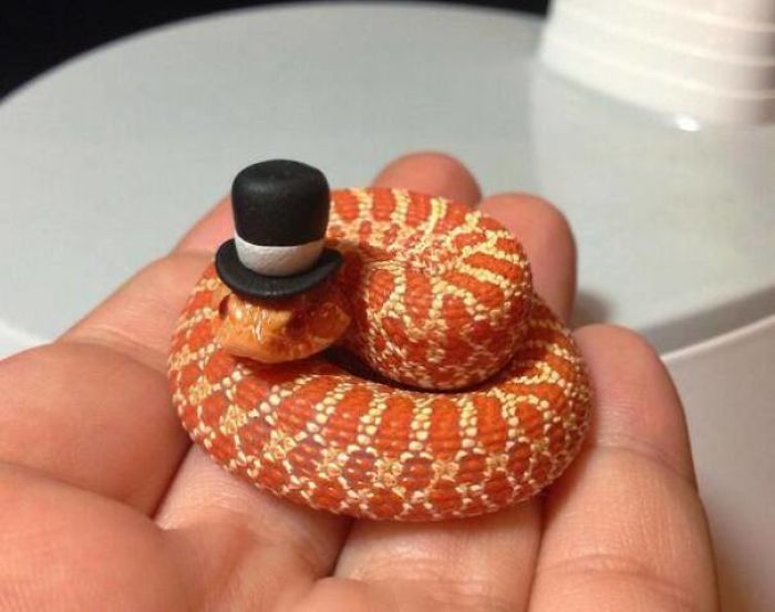 These photos will help you get over your fears of snakes