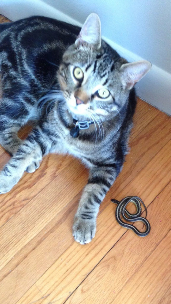 Cute pets that brought presents for their owners